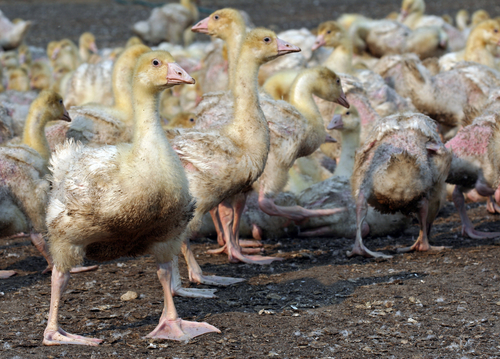 Крупная гусиная ферма в Китае поражена птичьим гриппом
