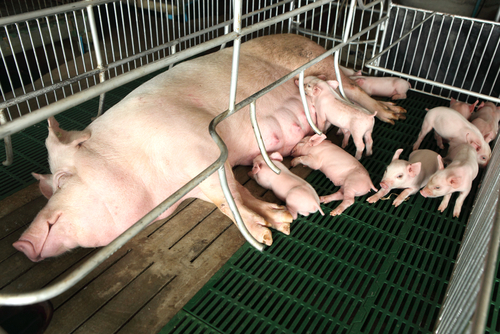 Генетические основы эффективной лактации свиноматок