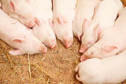 Передача генетических улучшений в племенных стадах свиней