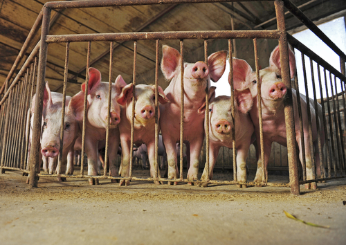 Биоэкономика свиней
