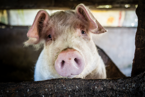 Биоэкономика свиней