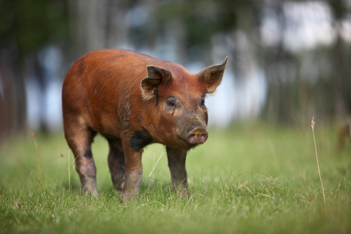Геномная селекция для улучшения конверсии корма свиней