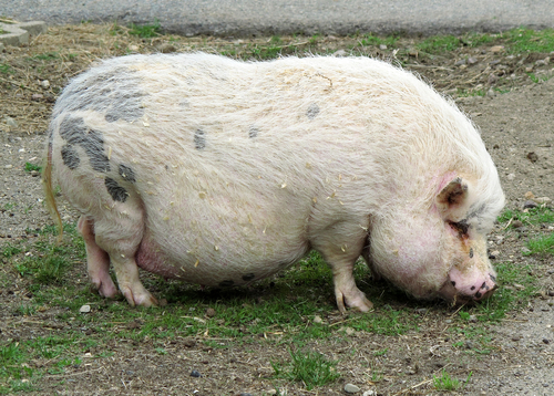 Генетическое улучшение качества свинины и выхода мяса в туше