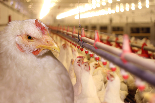 Натуральный стимулятор вместо антибиотиков повышает привес, конверсию корма и сохранность поголовья у птиц