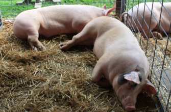 Сложная ситуация на рынке свиней США – Канада