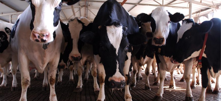 Содержания молочных коров в Израиле