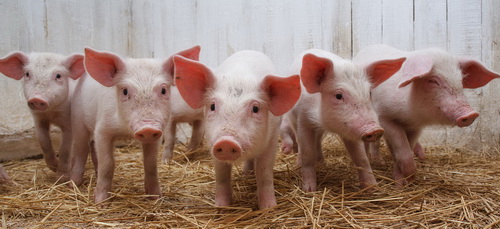 Постнатальная передача иммунитета от свиноматки поросятам