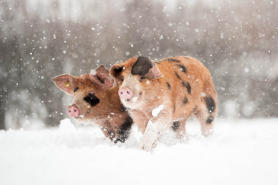 Свинки гуляют. Поросята зимой. Свинка зимой. Свинка в снегу. Поросенок в снегу.
