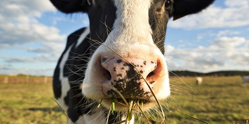Как устранить тепловой стресс у коров