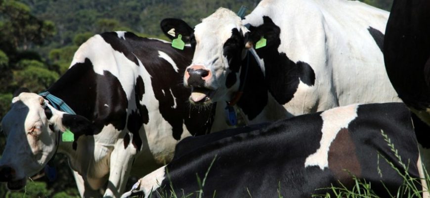 Тепловой стресс у молочных коров