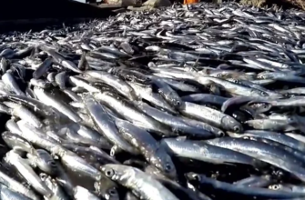 Устойчивость - один из главных приоритетов в секторе рыбного хозяйства
