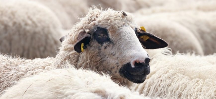 Бруцеллез у баранов - как избежать заражения стада?