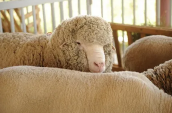 В Калмыкии состоялась XVI Всероссийская выставка племенных овец