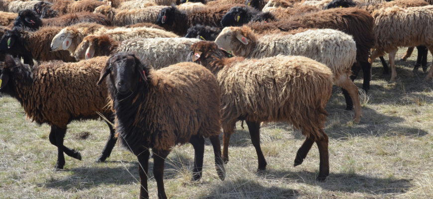 В Казахстане улучшают эдильбаевскую породу овец