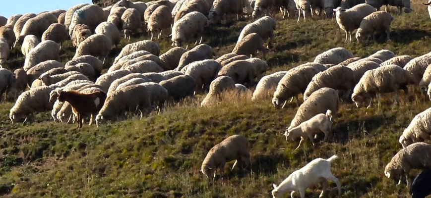 В Крым приходят турецкие овцеводы