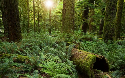 Исчезновение лесов на планете замедляется благодаря разумному управлению лесными угодьями
