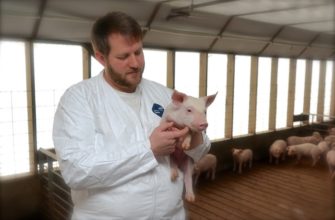 Необходимость систематического осмотра свиней для выявления заболеваний