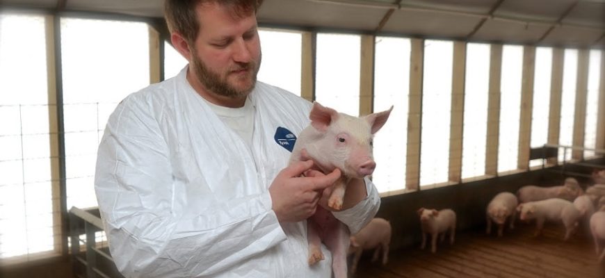 Необходимость систематического осмотра свиней для выявления заболеваний