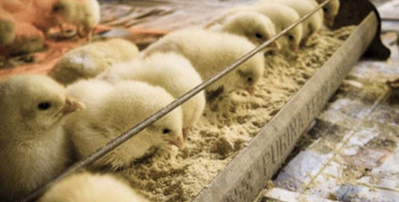 Все крупные птицефабрики США используют антибиотики при выращивании кур