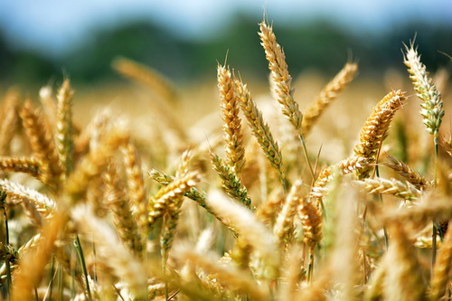 На Кубани вывели новую высокоурожайную пшеницу