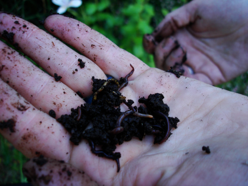 как создать ферму по разведению червей