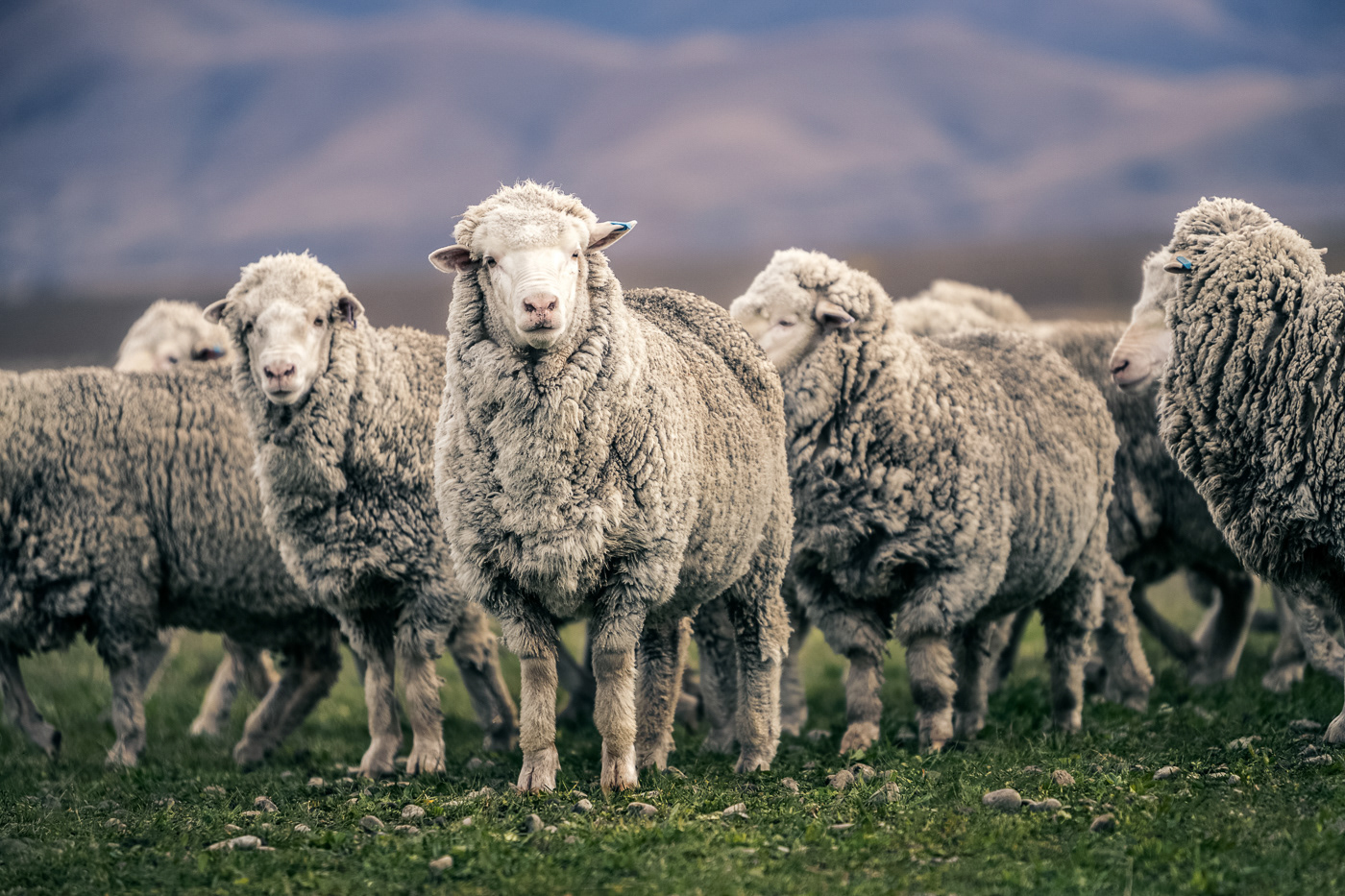 ОКПД2 для овцеводства: зачем и как использовать?
