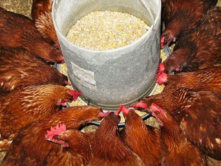 Что нужно знать про Ветастар — синбиотик для животных и птиц