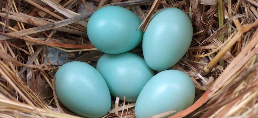 Куриные голубые яйца