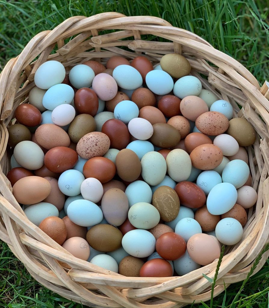 куриные голубые яйца