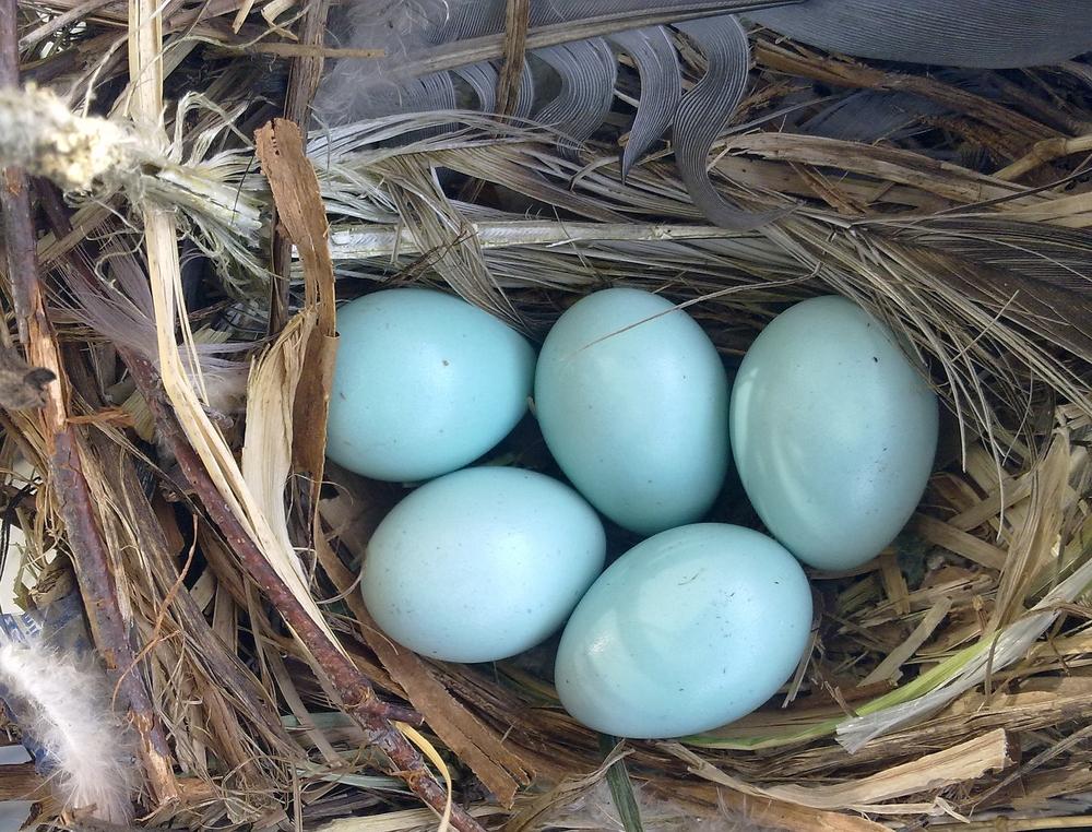 куриные голубые яйца