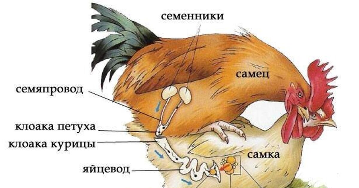 Схема оплодотворения курицы