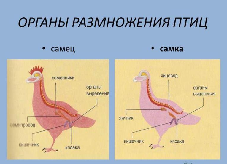 Репродуктивная система птиц