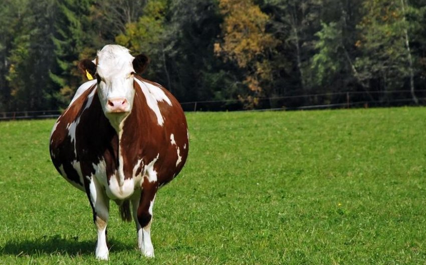 Стельная корова