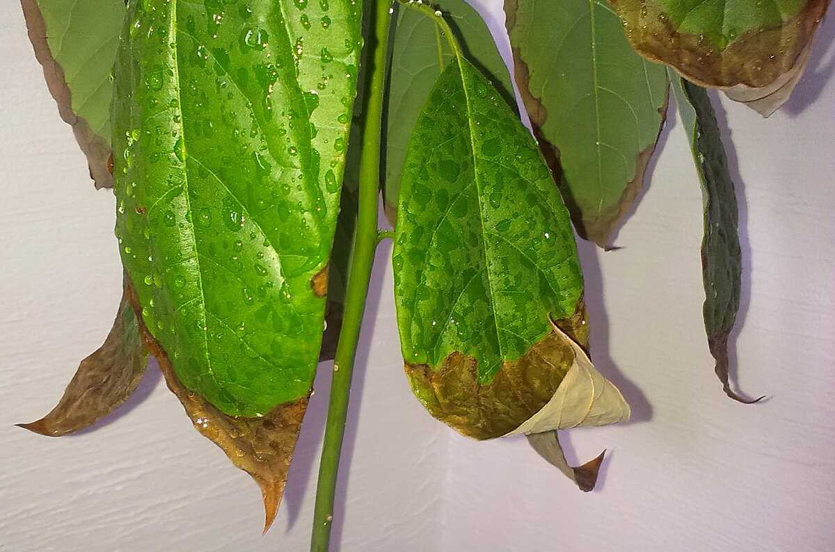 Сохнут листья авокадо