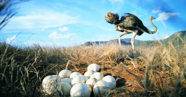 страус несет яйца