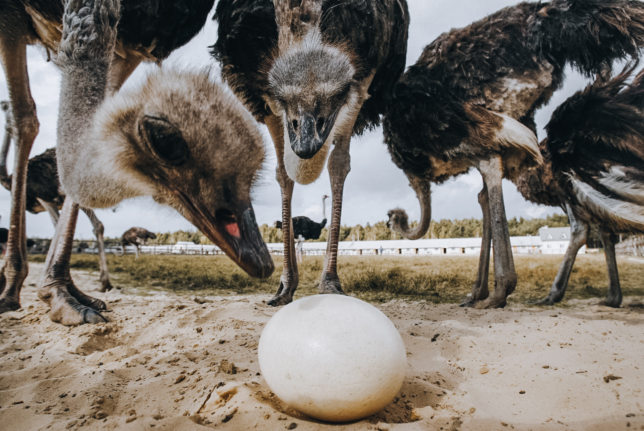 страус несет яйца
