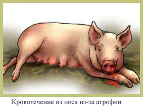 Болезни свиней в небольших хозяйствах - симптомы, лечение, профилактика
